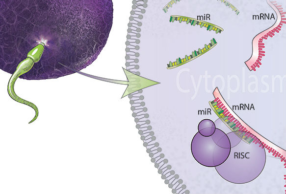 تغییر ژنتیکی اسپرم تحت تاثیرMicroRNAs in sperm target maternal mRNA for destruction to influence offspring development. استرس