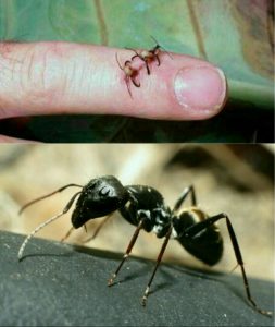 مورچه های جراح